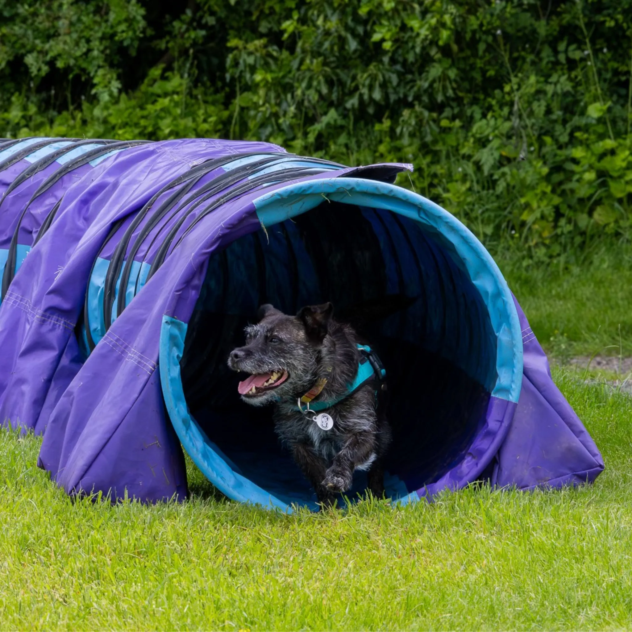 Dog Agility Taster