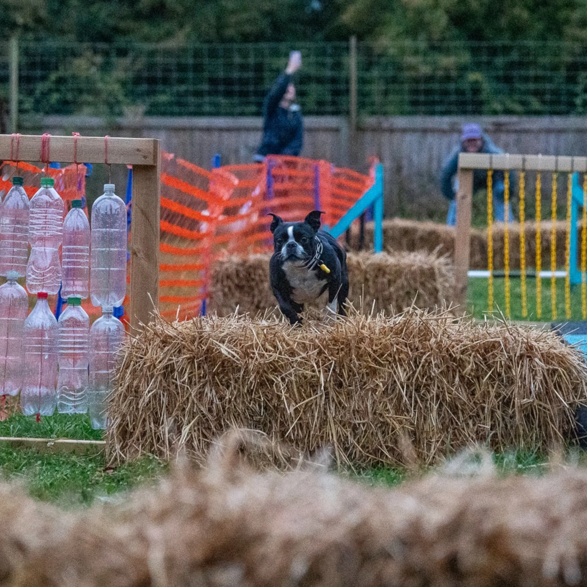 Dog Agility Taster