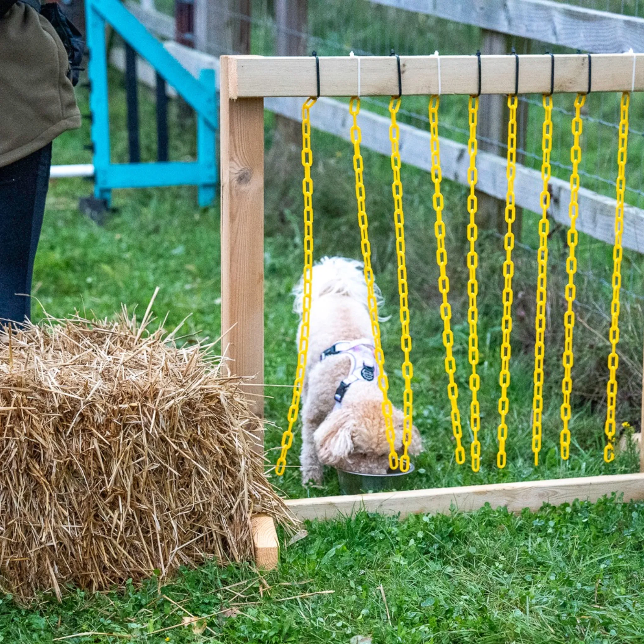 Dog Agility Taster