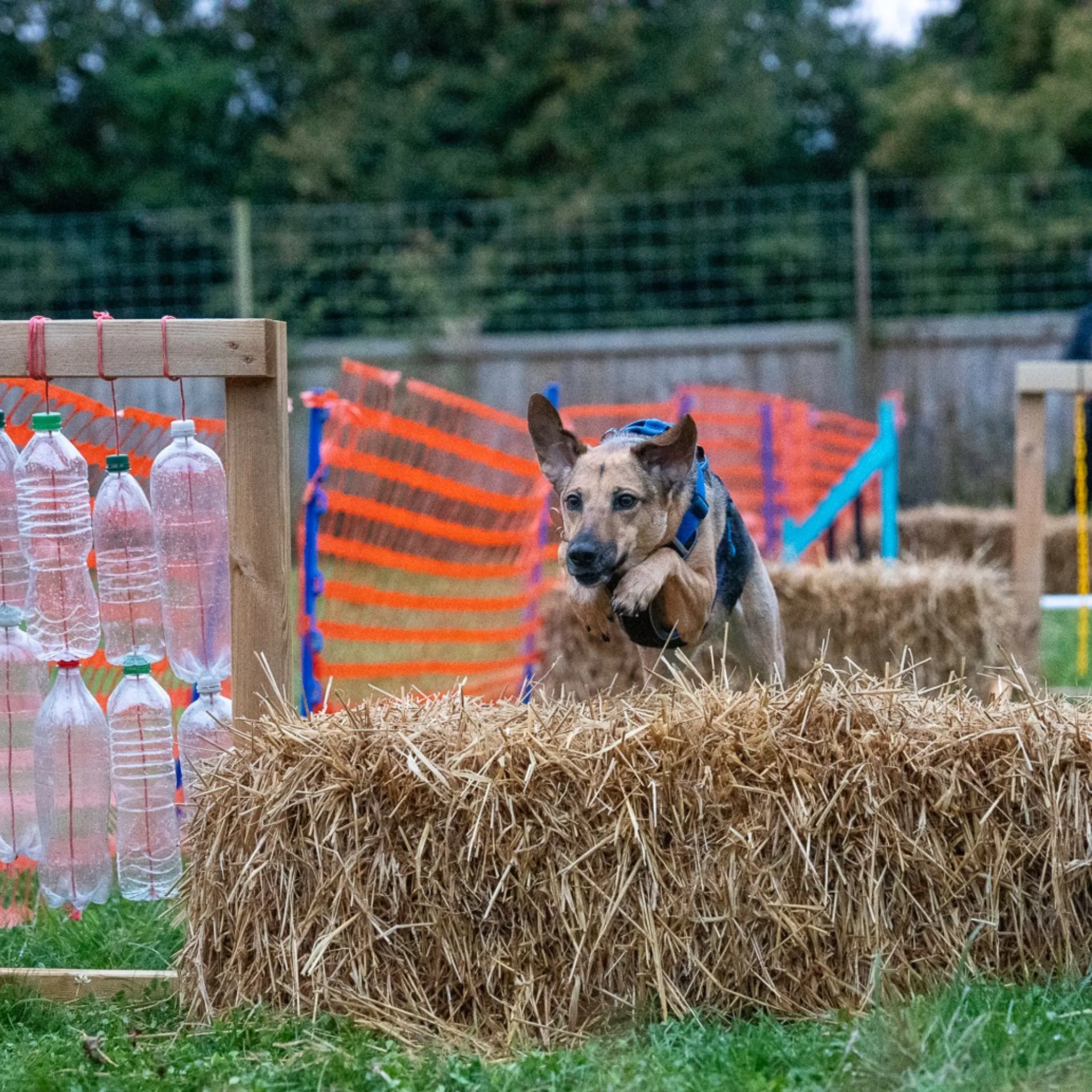 Dog Agility Taster