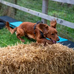 Dog Agility Taster