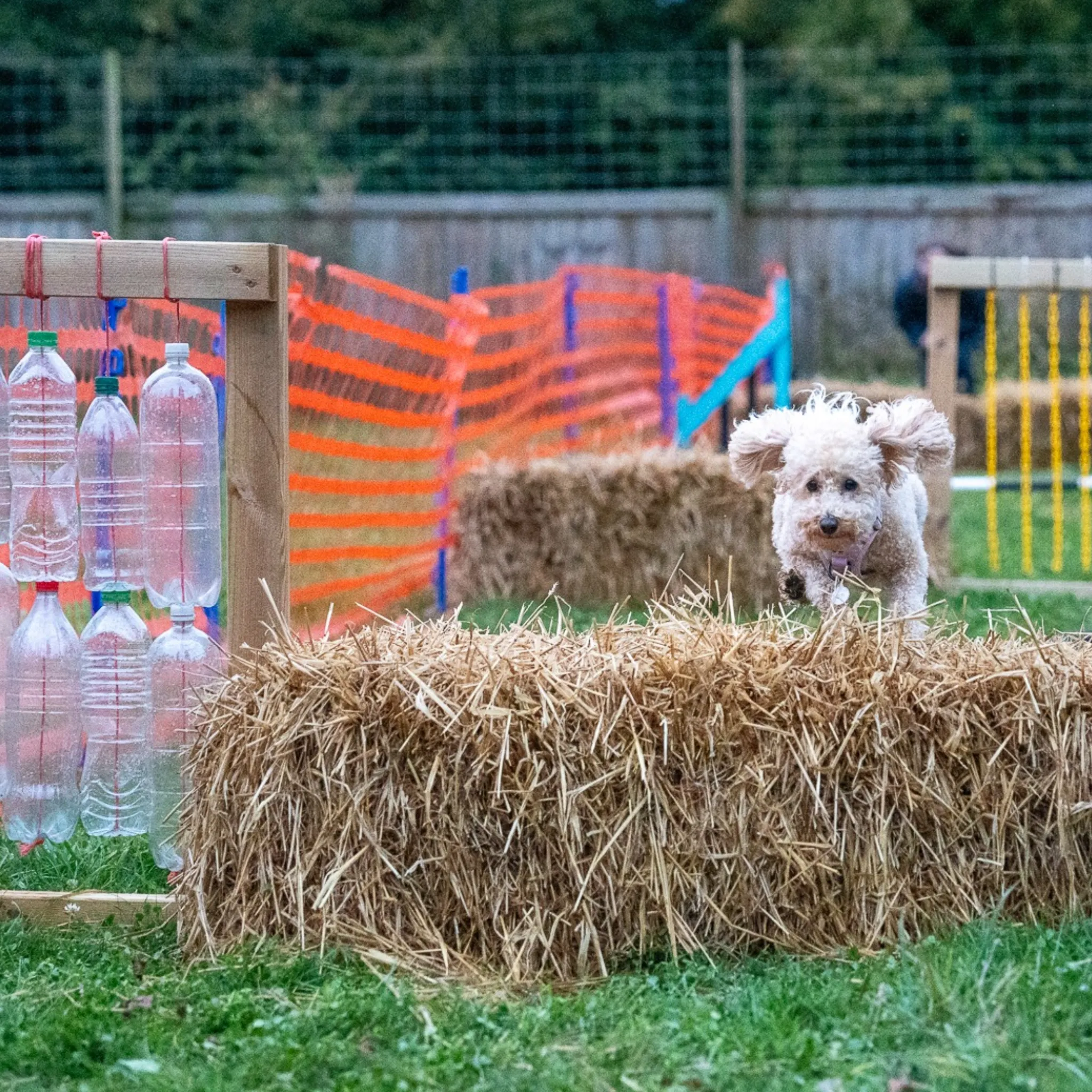 Dog Agility Taster