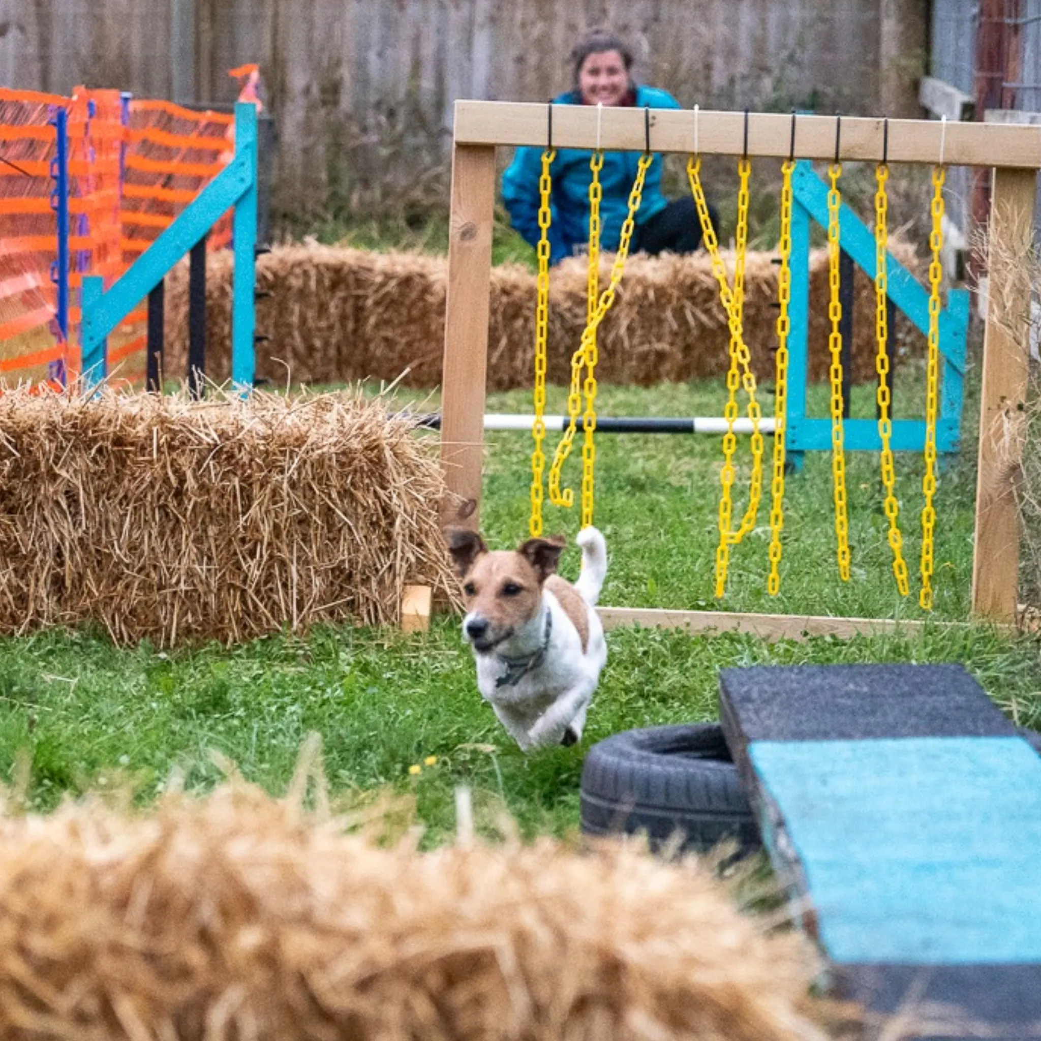 Dog Agility Taster